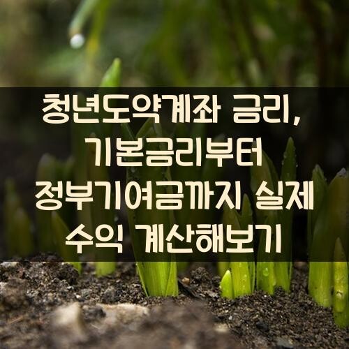 청년도약계좌 금리, 기본금리부터 정부기여금까지 실제 수익 계산해보기